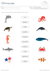 Sea animals matching activity