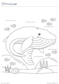 Blue Whale Colouring Activity