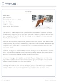 Red Fox Reading Comprehension