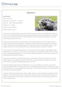 Opossum Reading Comprehension