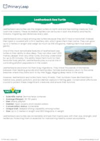 Leatherback Sea Turtle Reading Comprehension