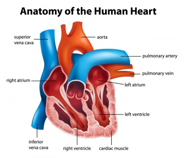 Biology: The Heart: Level 1 Activity For Kids | PrimaryLeap.co.uk