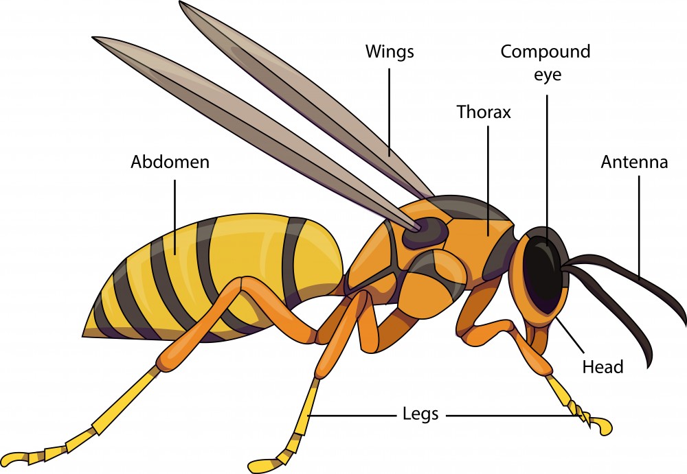 Do All Insects Have A Larval Stage