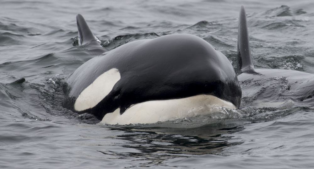 Biology: Killer Whale: Level 1 activity for kids | PrimaryLeap.co.uk