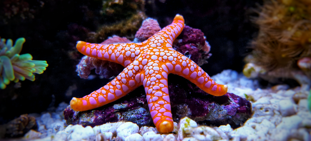 Biology: Starfish: Level 1 activity for kids | PrimaryLeap.co.uk