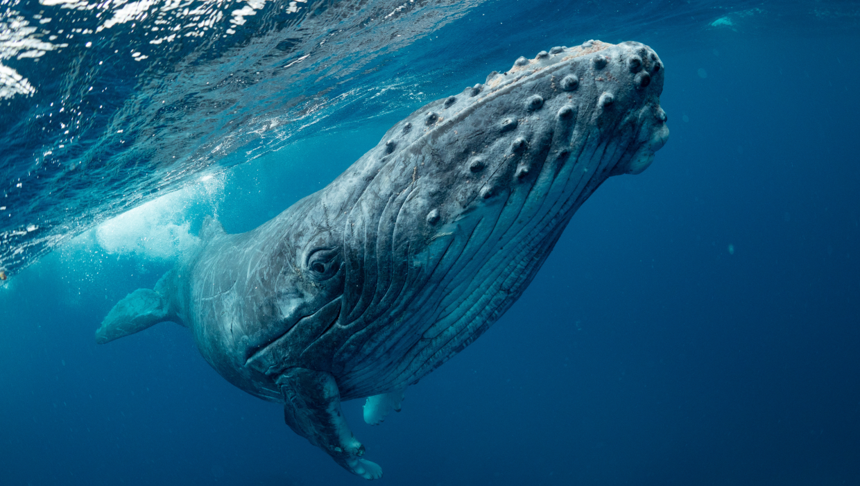 Biology: Humpback Whale: Level 1 activity for kids | PrimaryLeap.co.uk