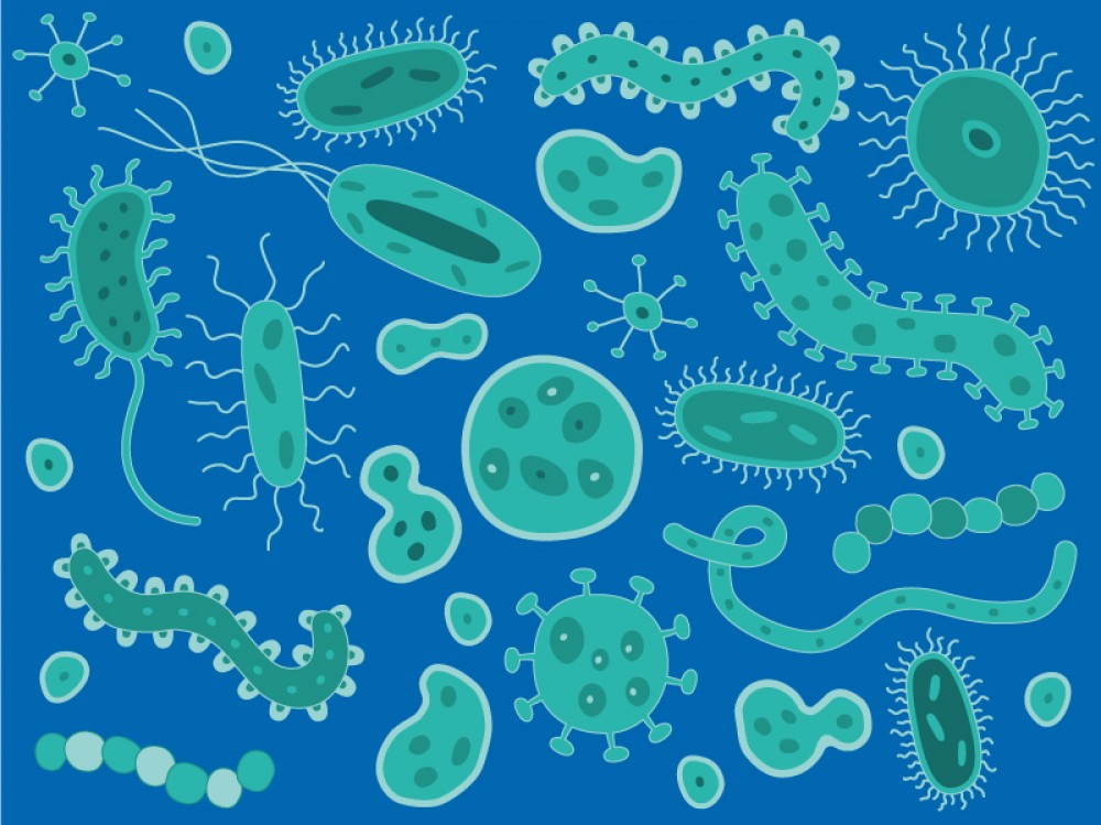 Biology: Immune System: Level 1 activity for kids | PrimaryLeap.co.uk