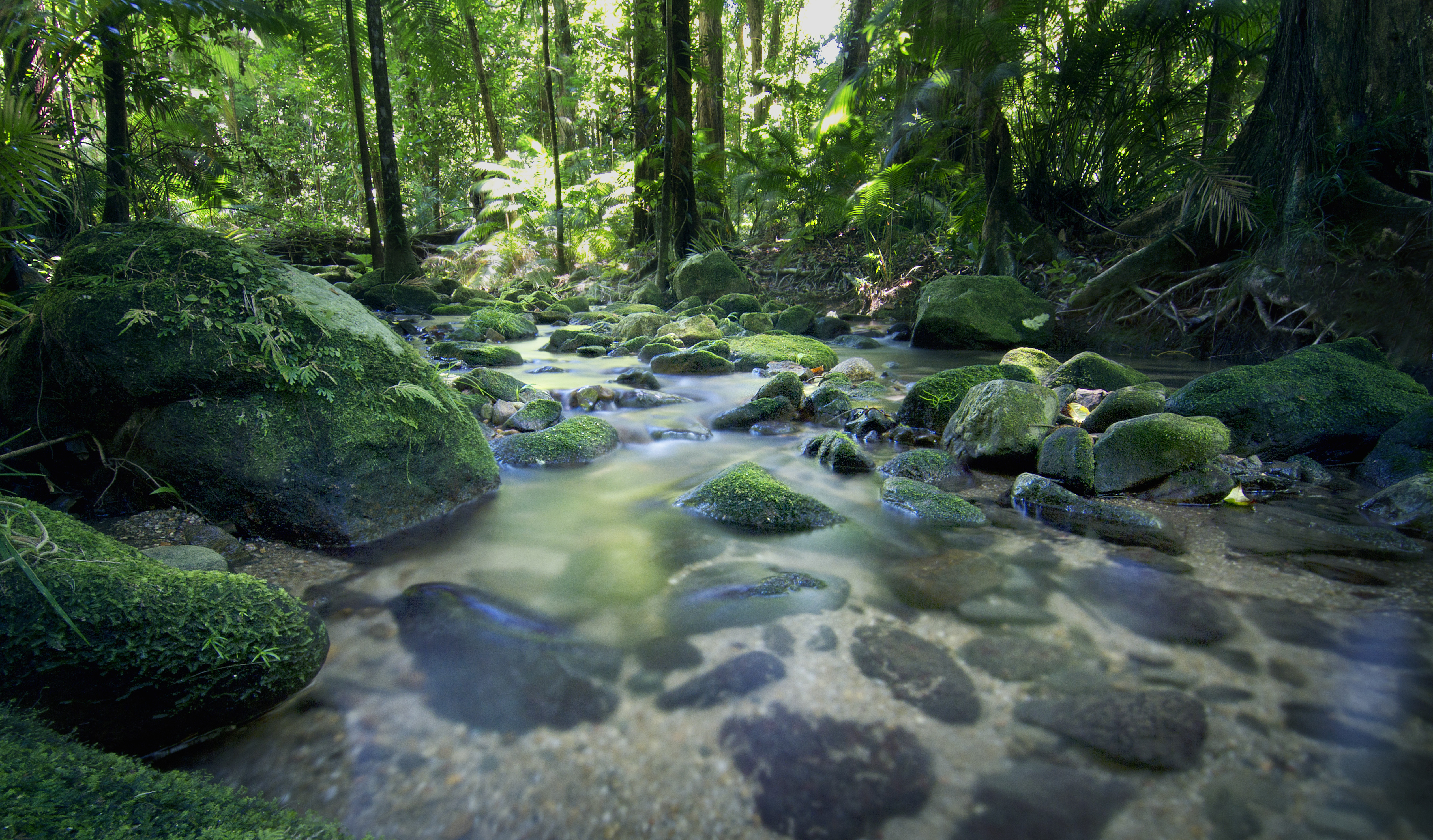 geography daintree rainforest level 2 activity for kids primaryleap