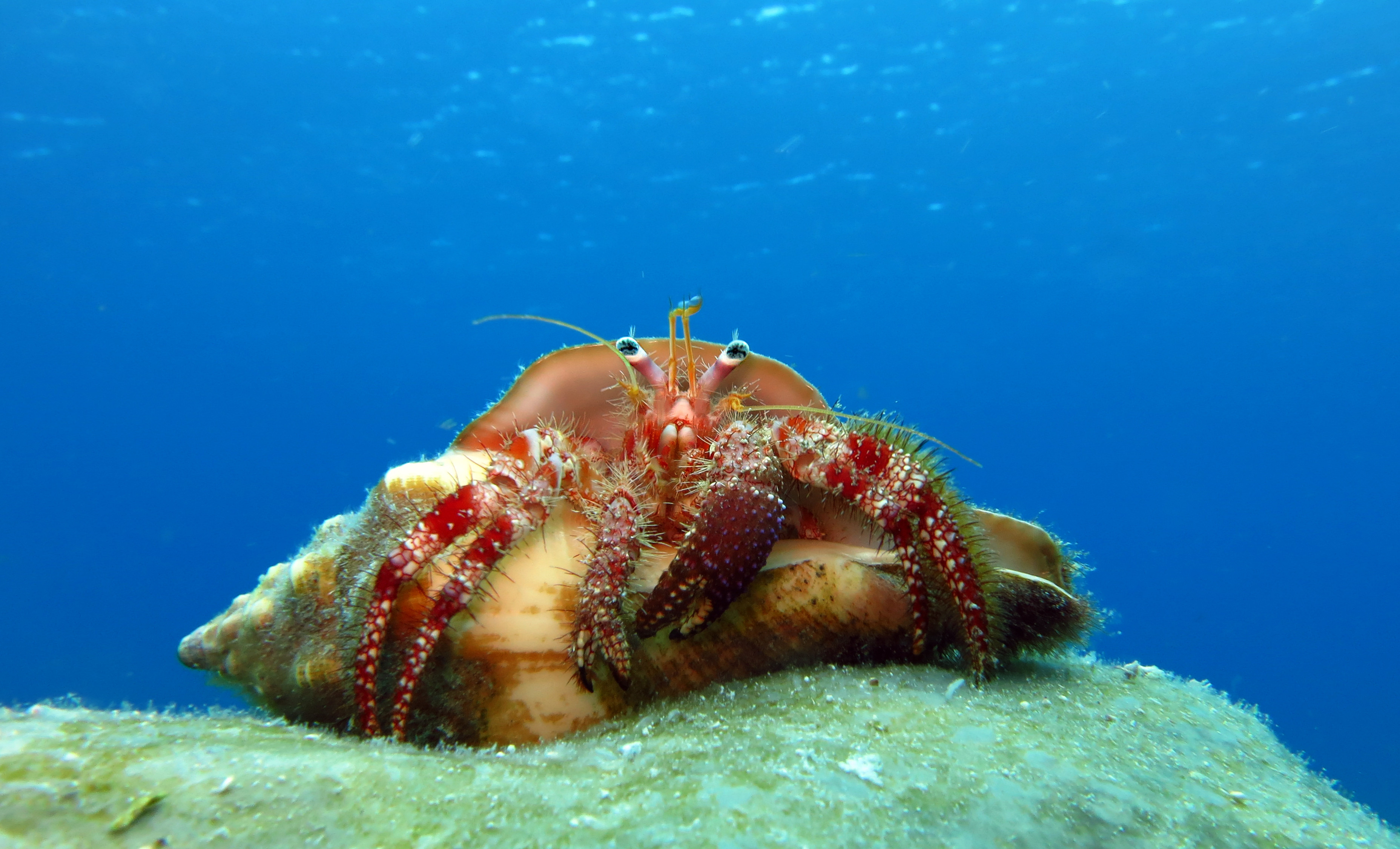 Biology Hermit Crab Level 1 activity for kids PrimaryLeap.co.uk