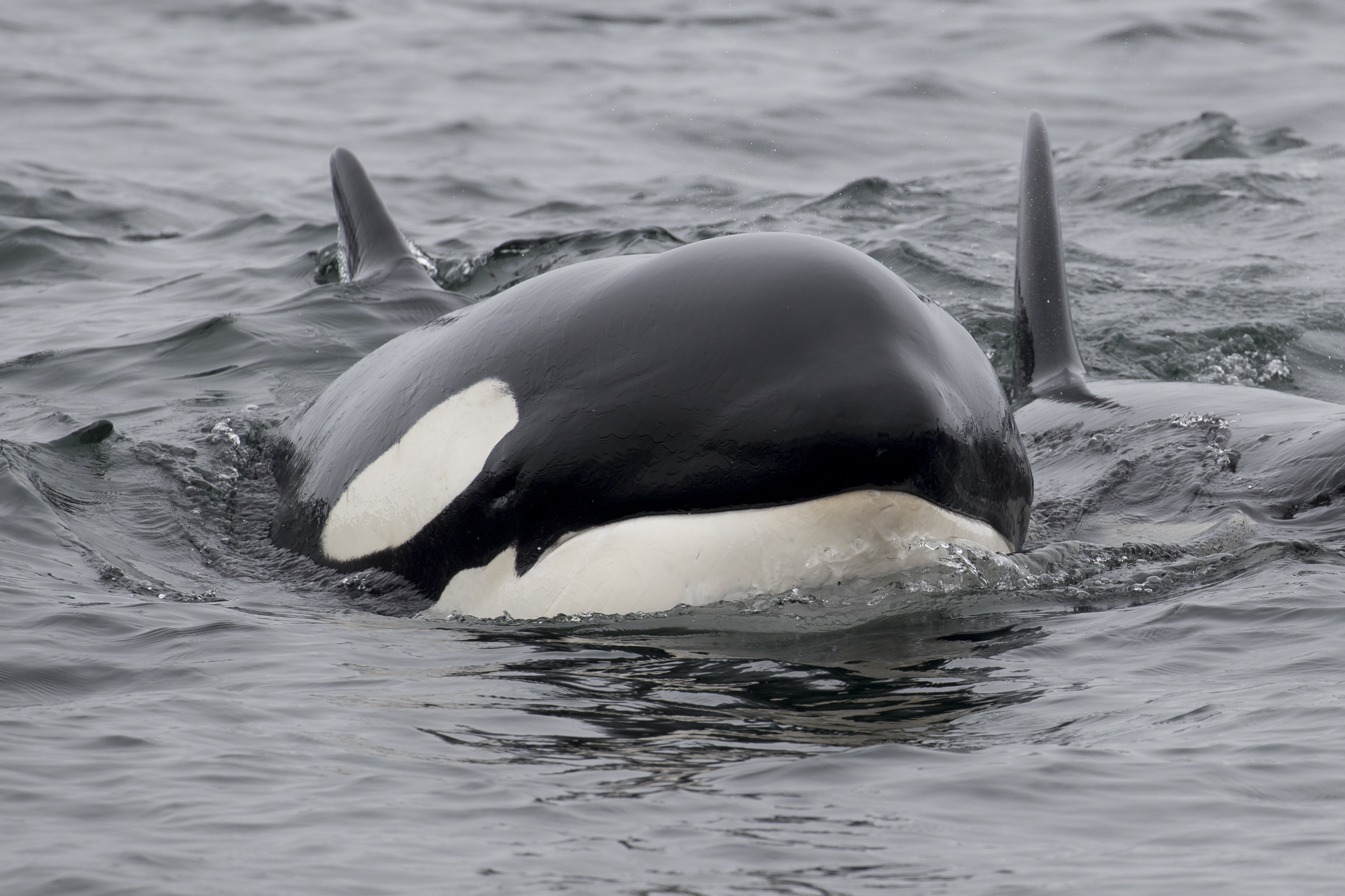 Biology: Killer Whale: Level 1 activity for kids | PrimaryLeap.co.uk