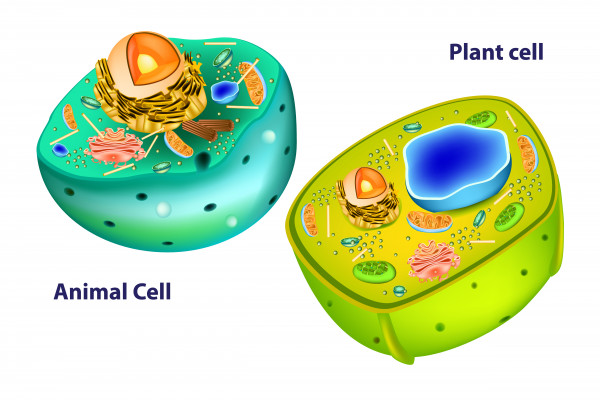 Biology: Plant And Animal Differences: Level 1 Activity For Kids 