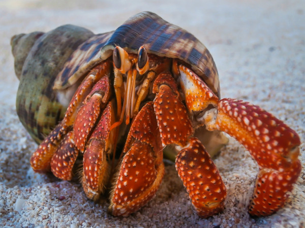 Biology: Hermit Crab: Level 2 activity for kids | PrimaryLeap.co.uk