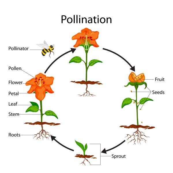 Biology: Pollination And Fertilisation: Level 1 activity for kids ...