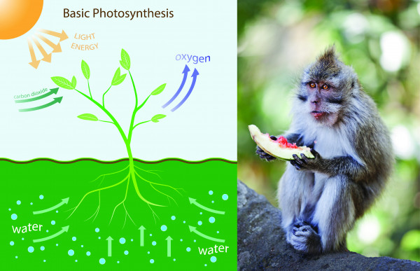 Biology: Plant And Animal Differences: Level 1 activity for kids ...