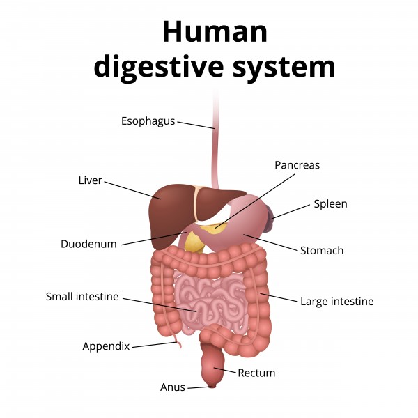 Biology Digestive System Level 2 activity for kids PrimaryLeap.co.uk