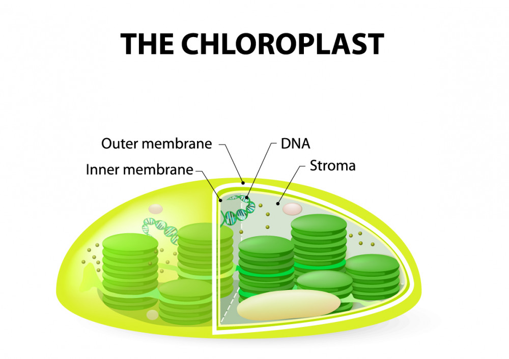 Where does photosynthesis take place in a plant cell Idea