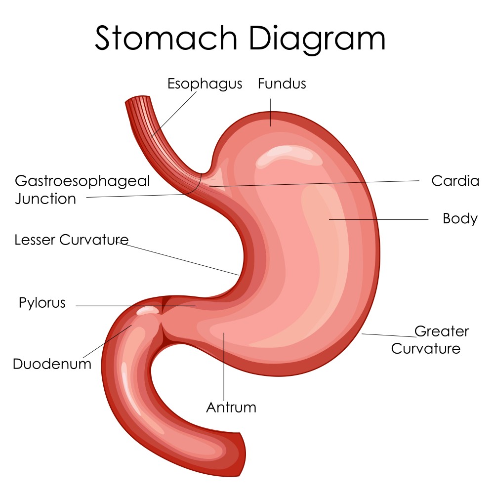 Biology: Digestive System: Level 2 activity for kids | PrimaryLeap.co.uk