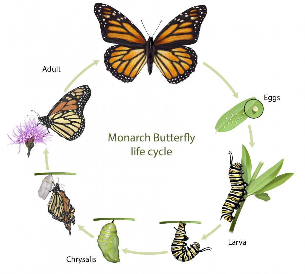 Life Cycle Of A Butterfly Stage 4