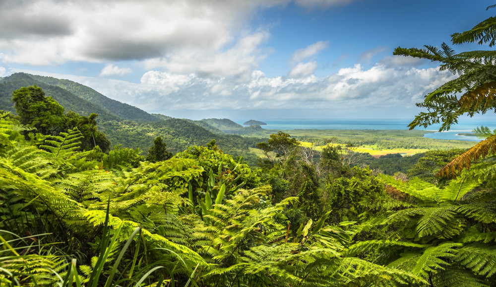 Geography Daintree Rainforest Level 1 activity for kids