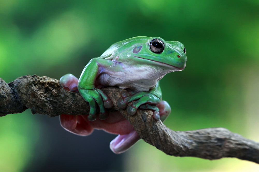 Geography: Daintree Rainforest: Level 2 activity for kids | PrimaryLeap ...