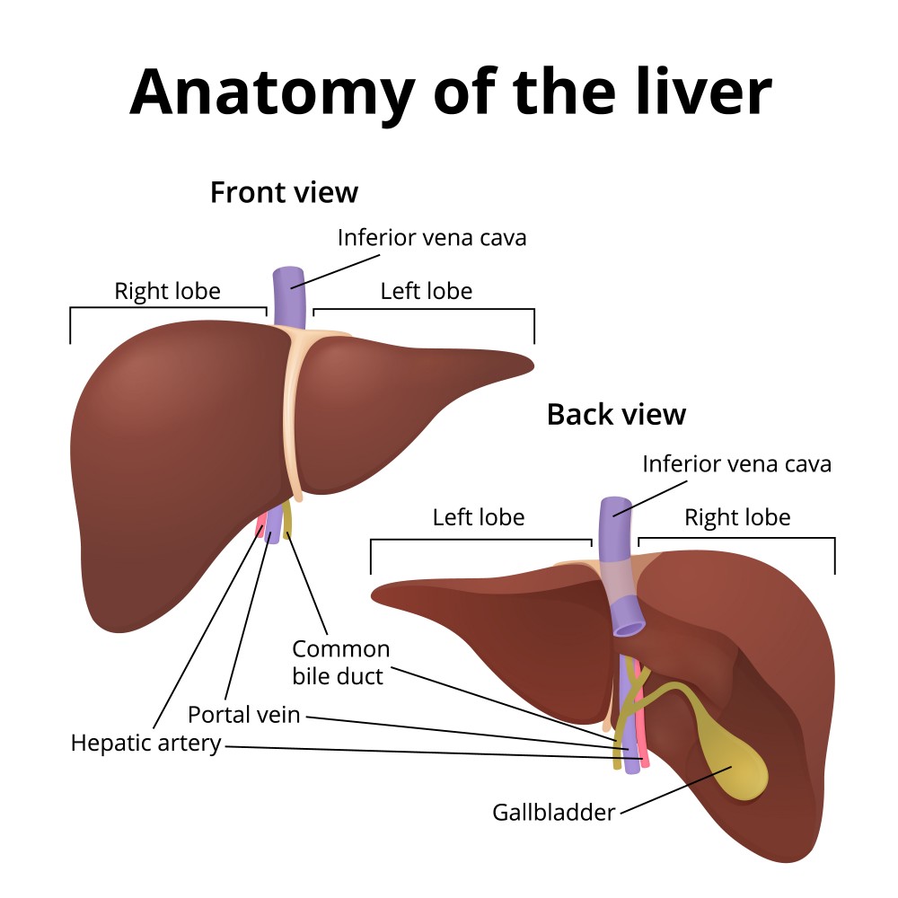 Biology: Digestive System: Level 2 activity for kids | PrimaryLeap.co.uk