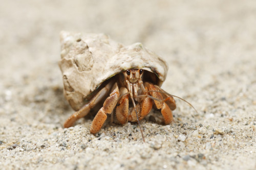 Biology: Hermit Crab: Level 1 activity for kids | PrimaryLeap.co.uk