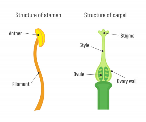 Biology: Parts Of A Flower: Level 1 activity for kids | PrimaryLeap.co.uk