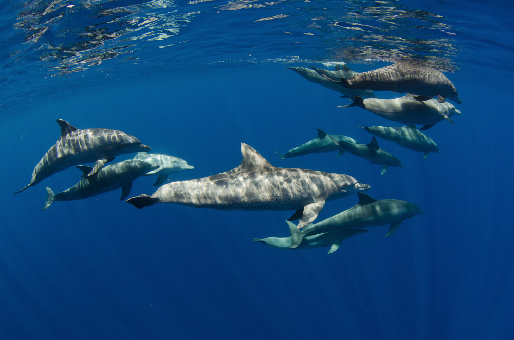 Biology Bottlenose Dolphin Level 2 activity for kids PrimaryLeap.co.uk