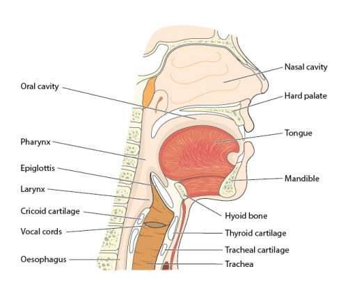 Biology: The Nose: Level 1 activity for kids | PrimaryLeap.co.uk