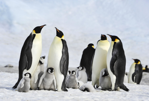 Geography: Antarctica 2: Level 1 activity for kids | PrimaryLeap.co.uk