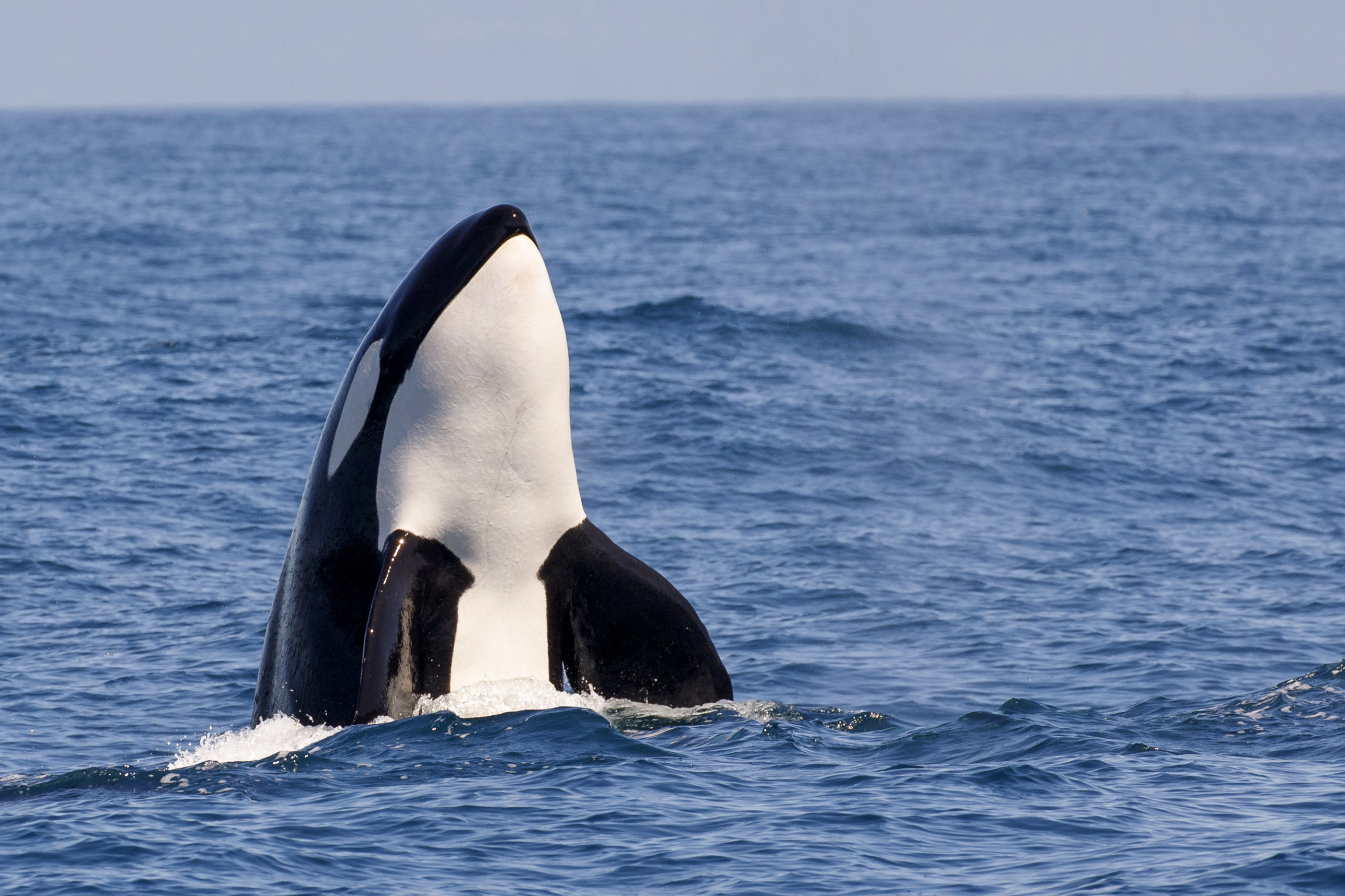 Biology: Killer Whale: Level 2 Activity For Kids | PrimaryLeap.co.uk