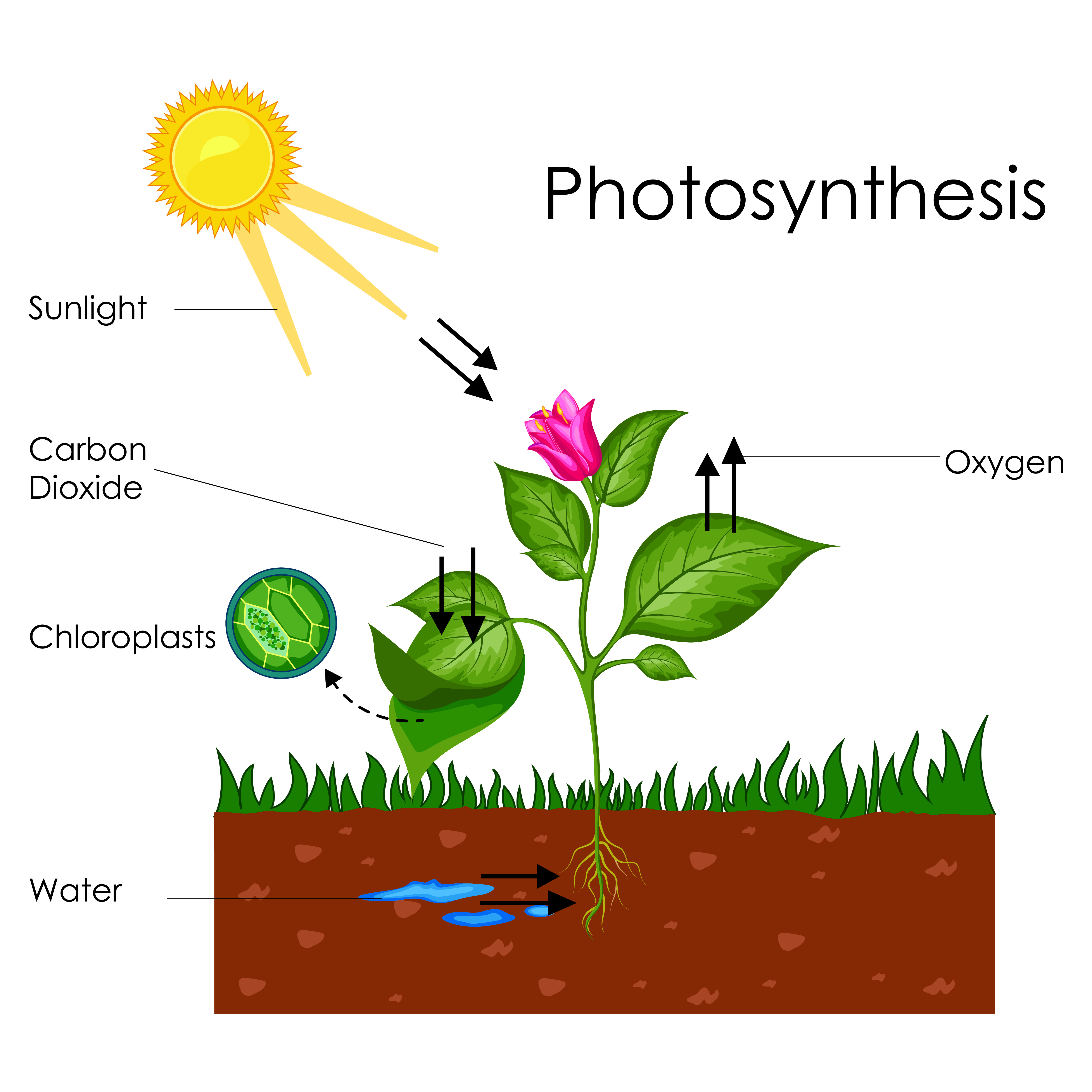 clipart photosynthesis worksheet