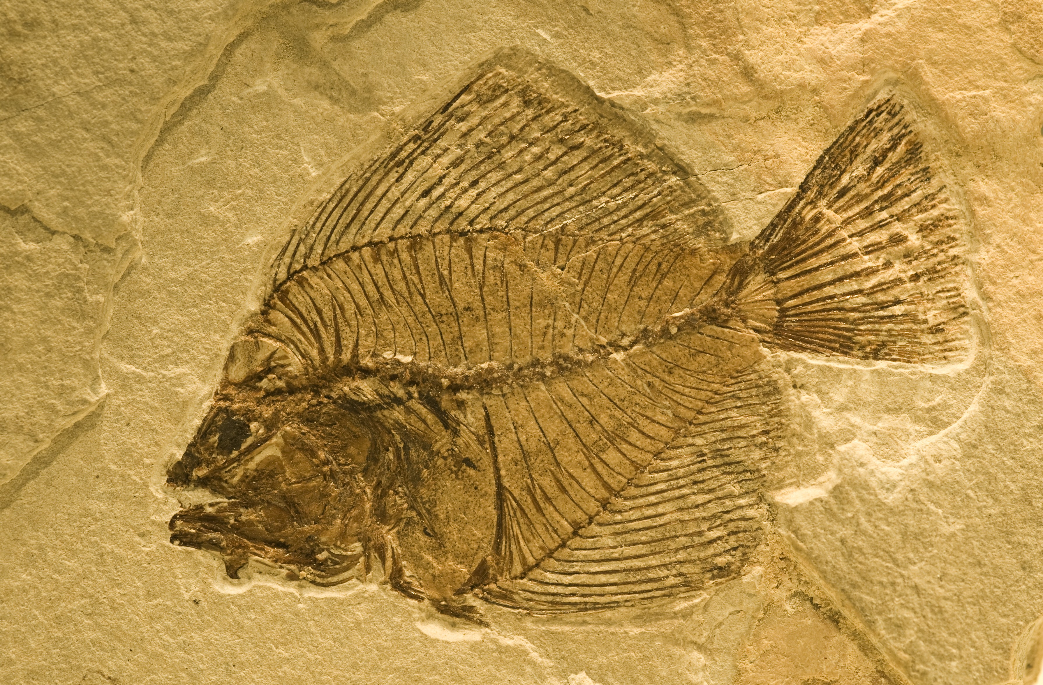 Chemistry Fossils Level 2 activity for kids PrimaryLeap.co.uk