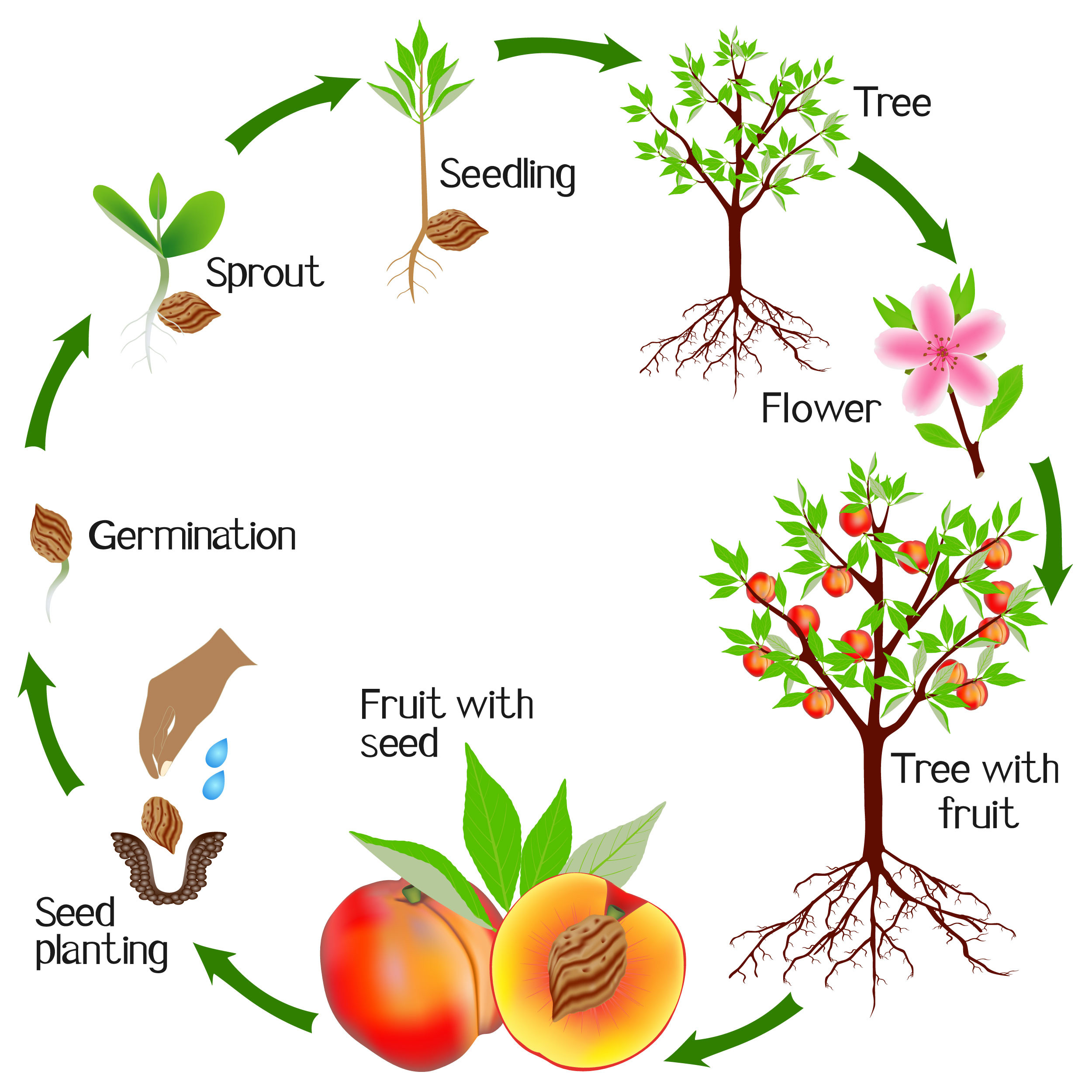 Biology How Plants Grow Level 1 Activity For Kids PrimaryLeap co uk