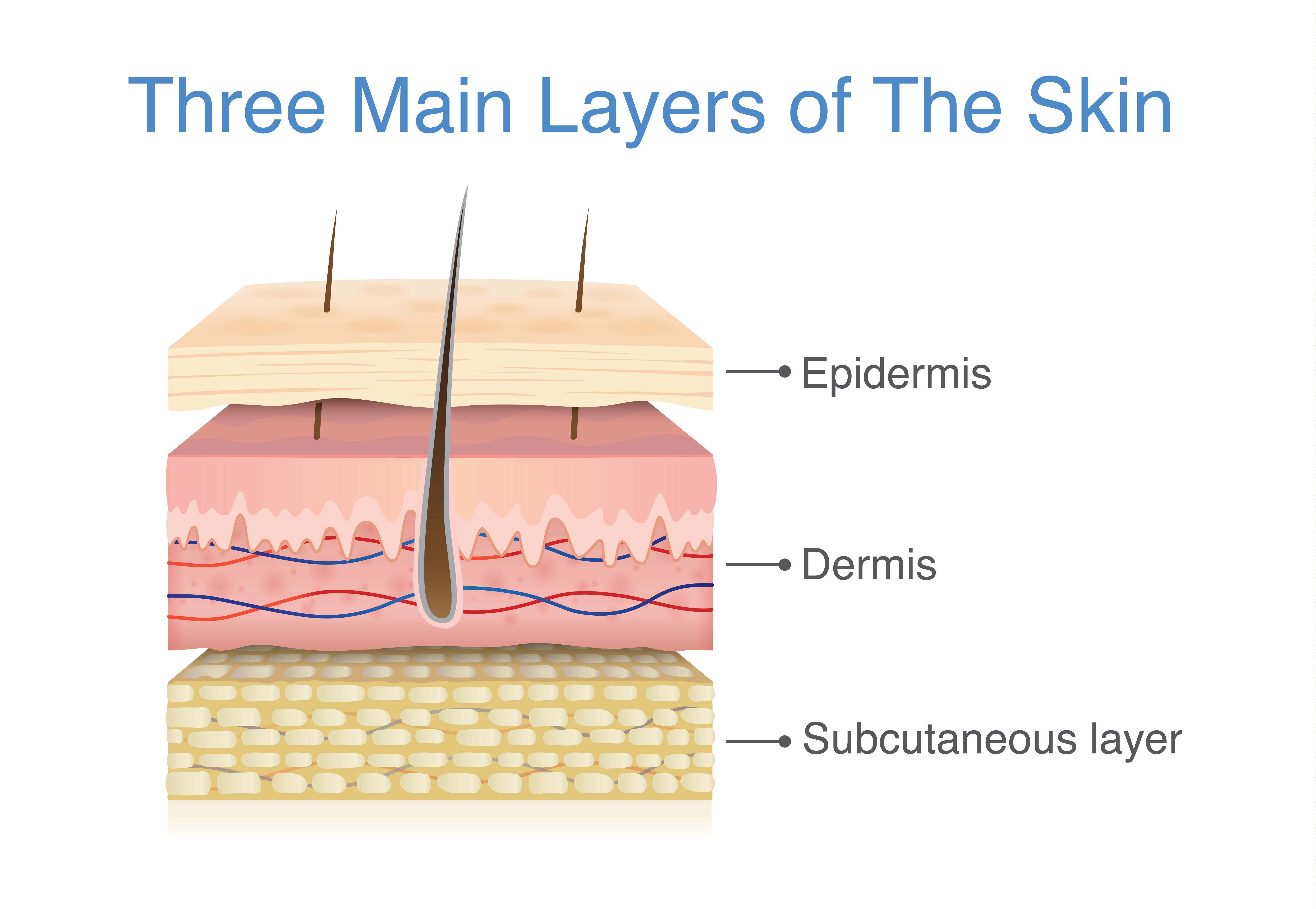 Biology Skin Level 2 Activity For Kids PrimaryLeap co uk