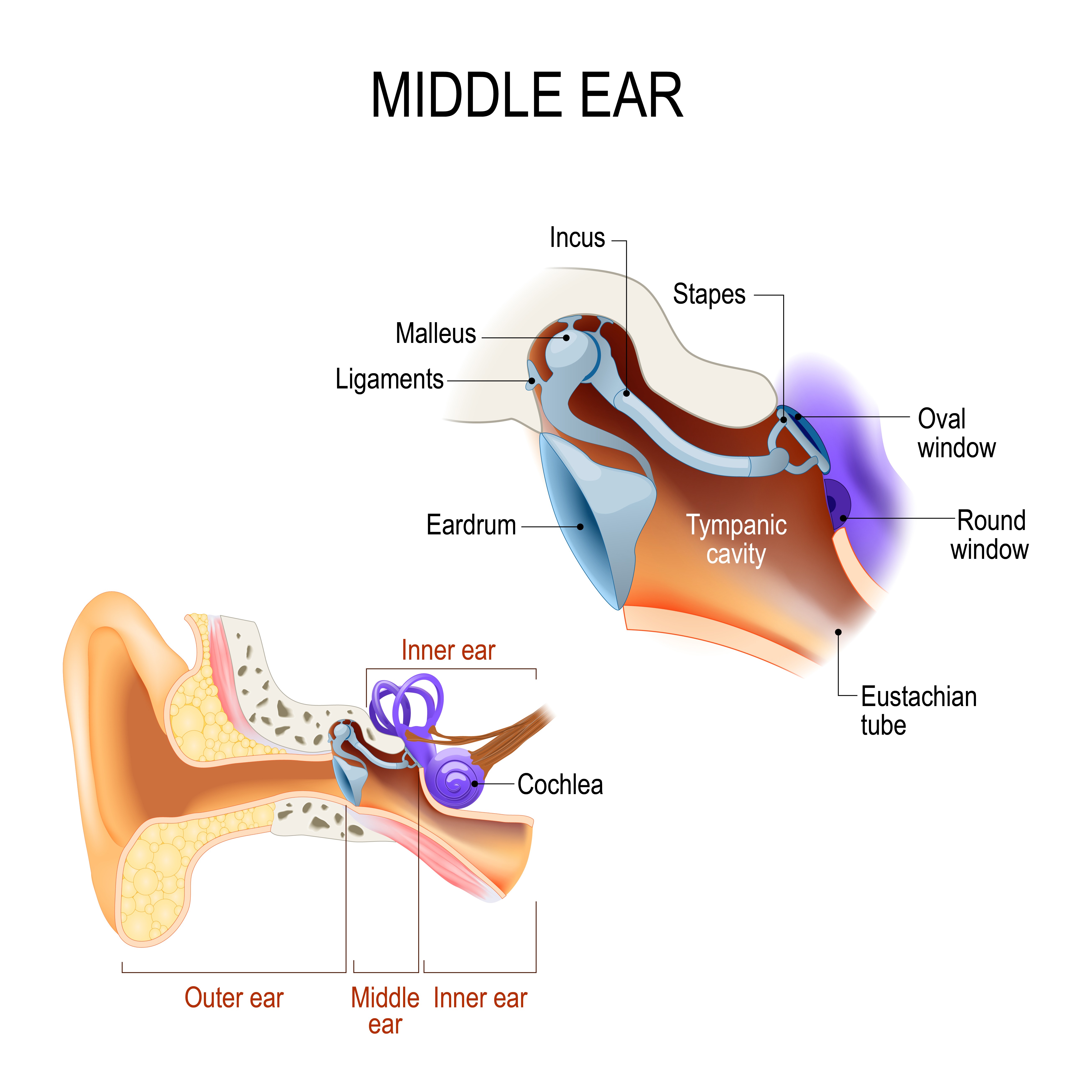 Hammer Anvil Stirrup : eardrum, hammer, anvil, stirrup and cochlea