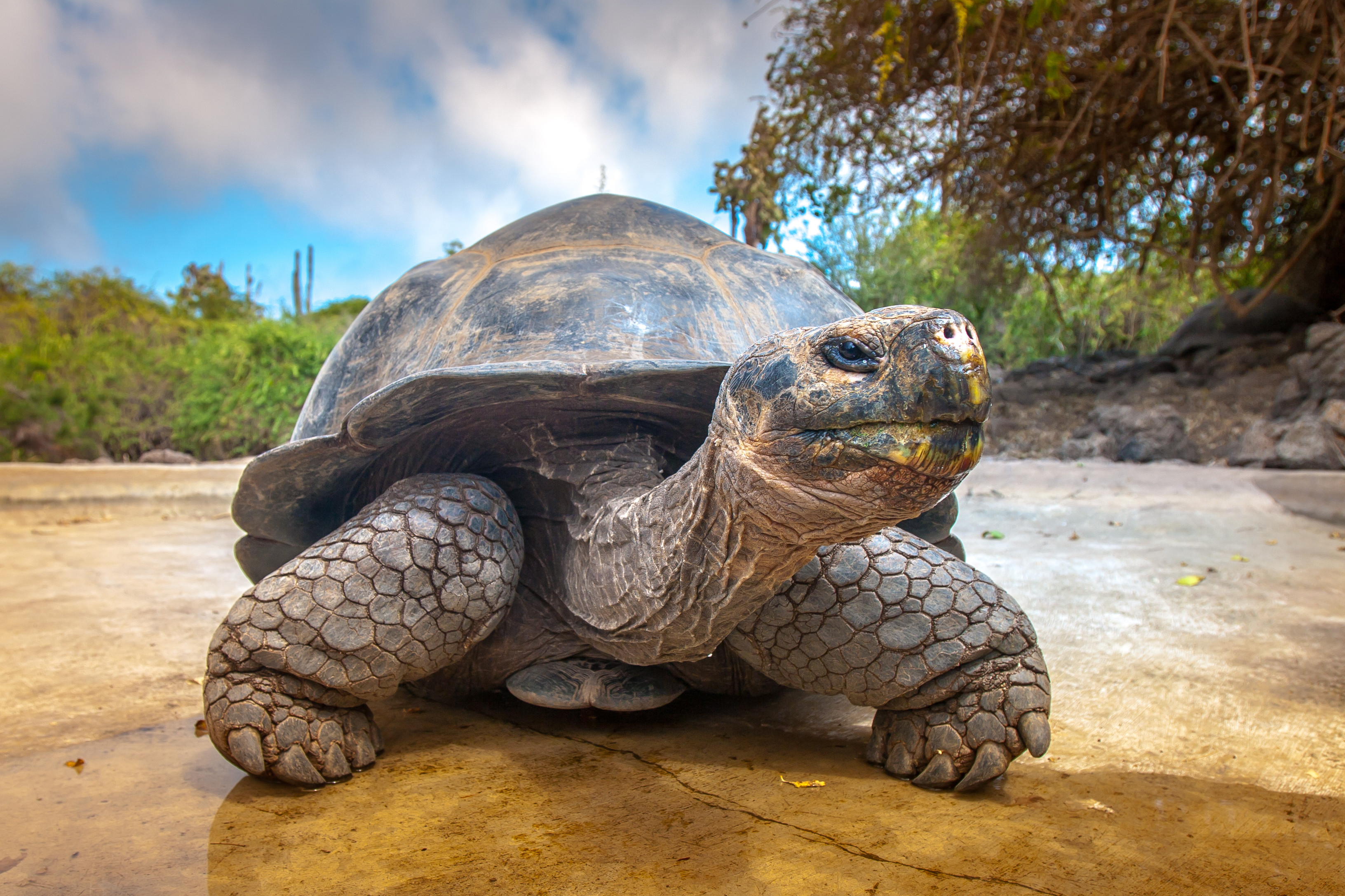 Biology: All About Reptiles: Level 3 activity for kids | PrimaryLeap.co.uk