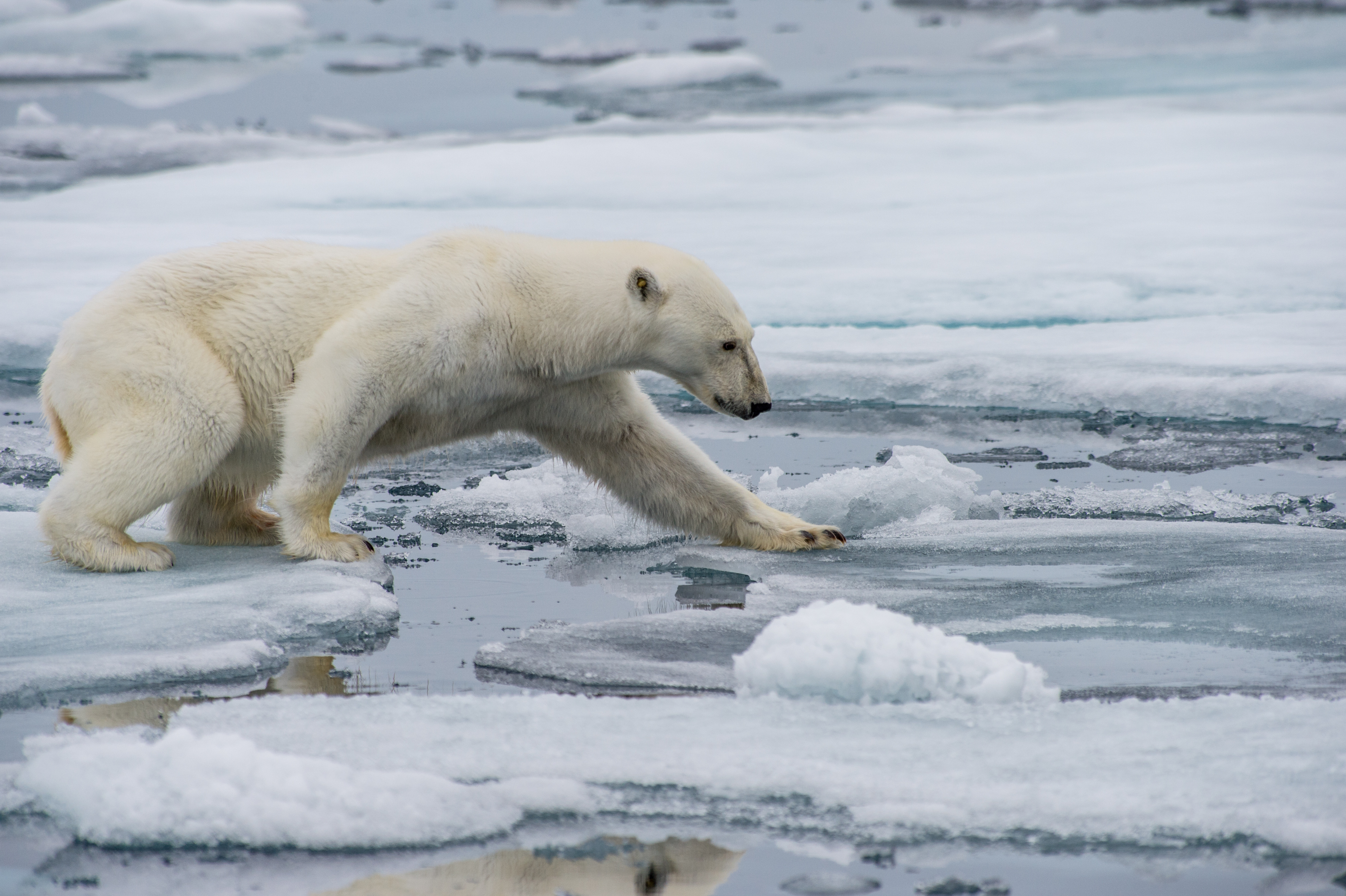 Biology: Polar Bear: Level 3 activity for kids | PrimaryLeap.co.uk