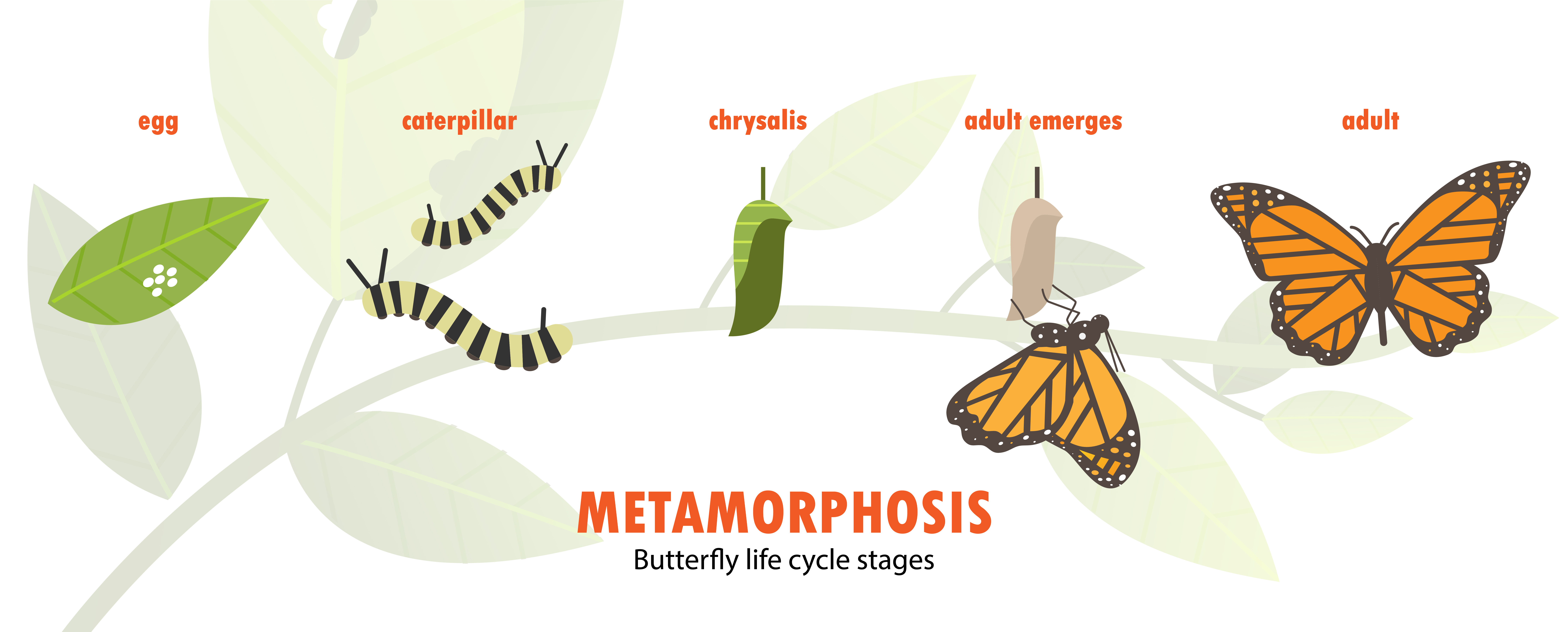 Biology: Life Cycle Of A Butterfly: Level 1 activity for kids ...