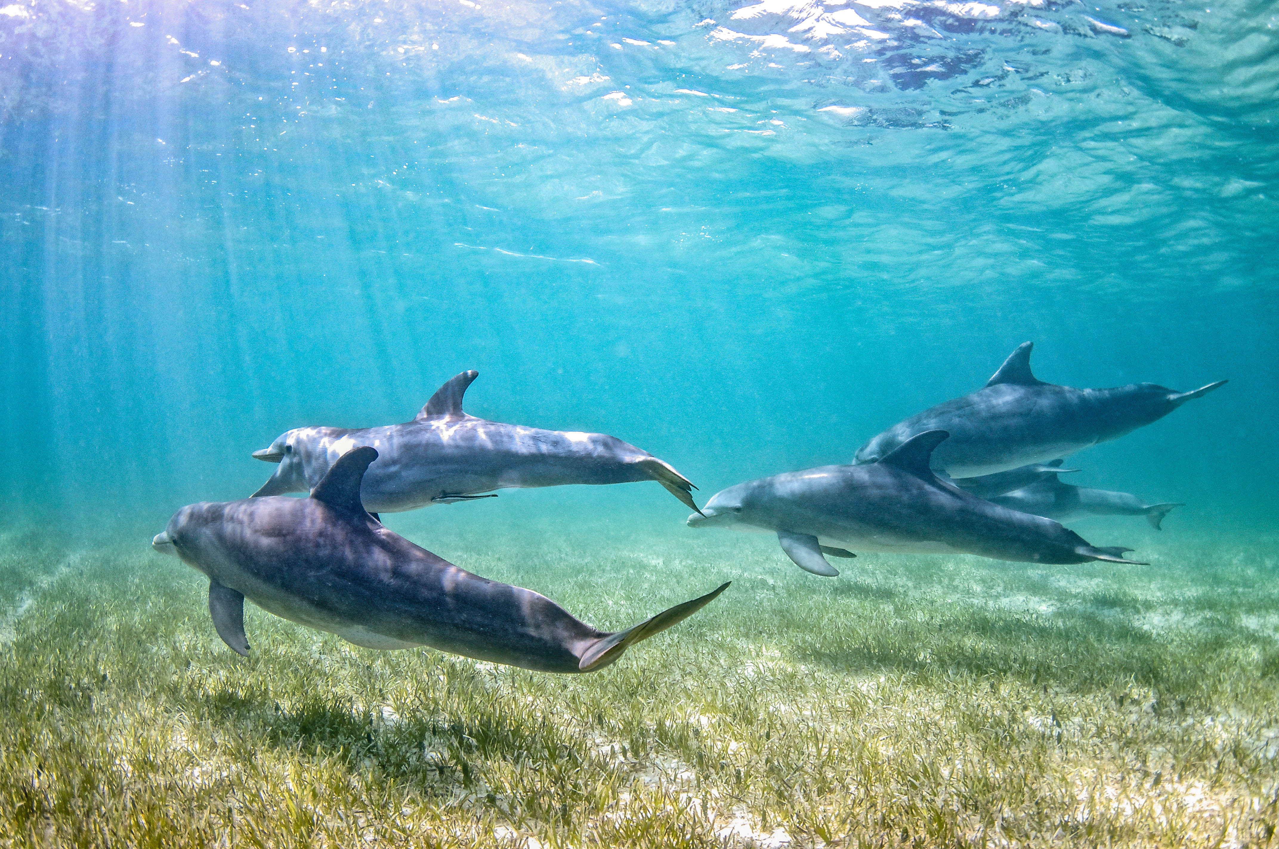 dolphins and fish heads