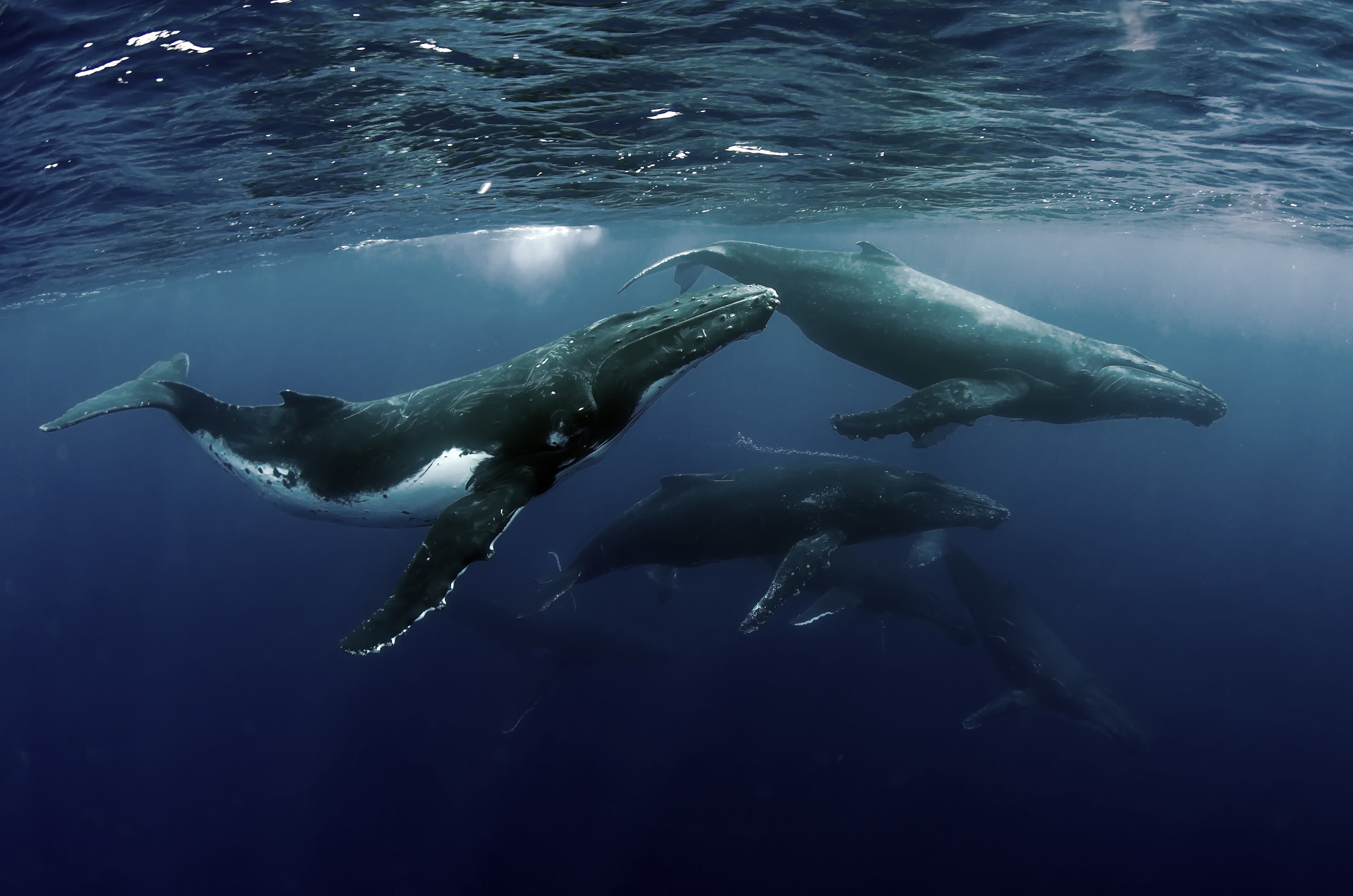 humpback whale travel