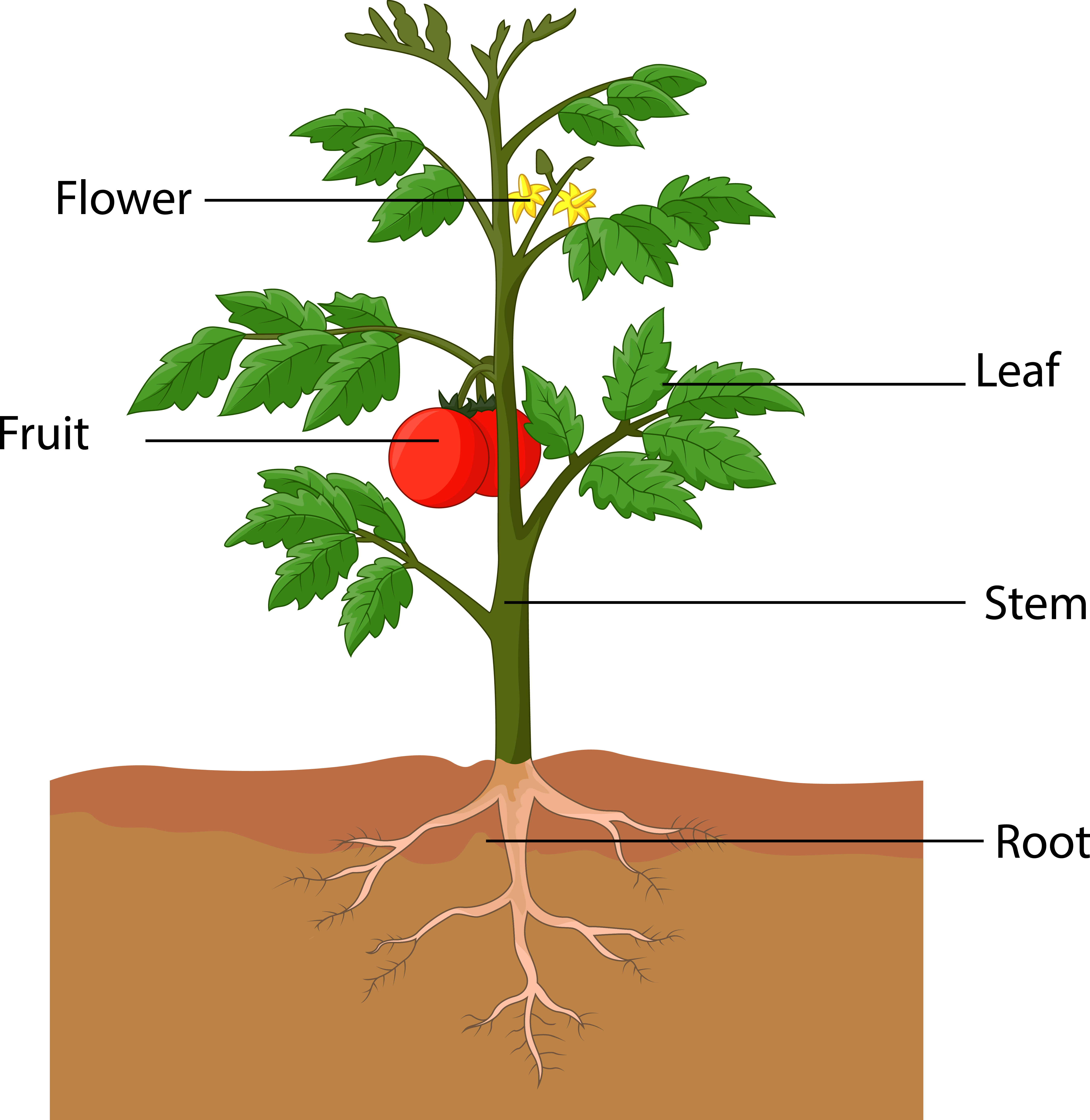 Biology: Parts Of A Plant: Level 1 activity for kids | PrimaryLeap.co.uk