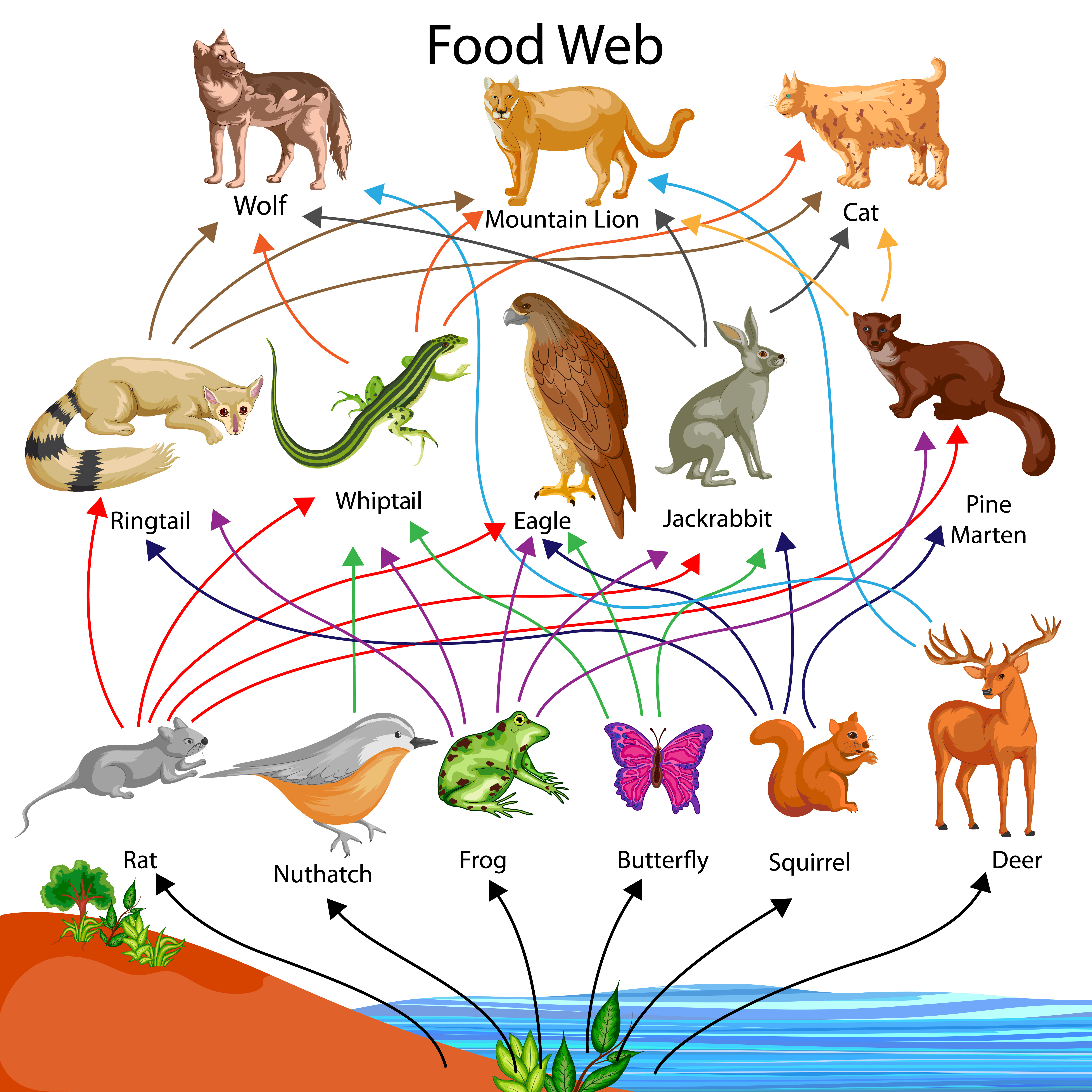 examples of food chain with 3 consumers