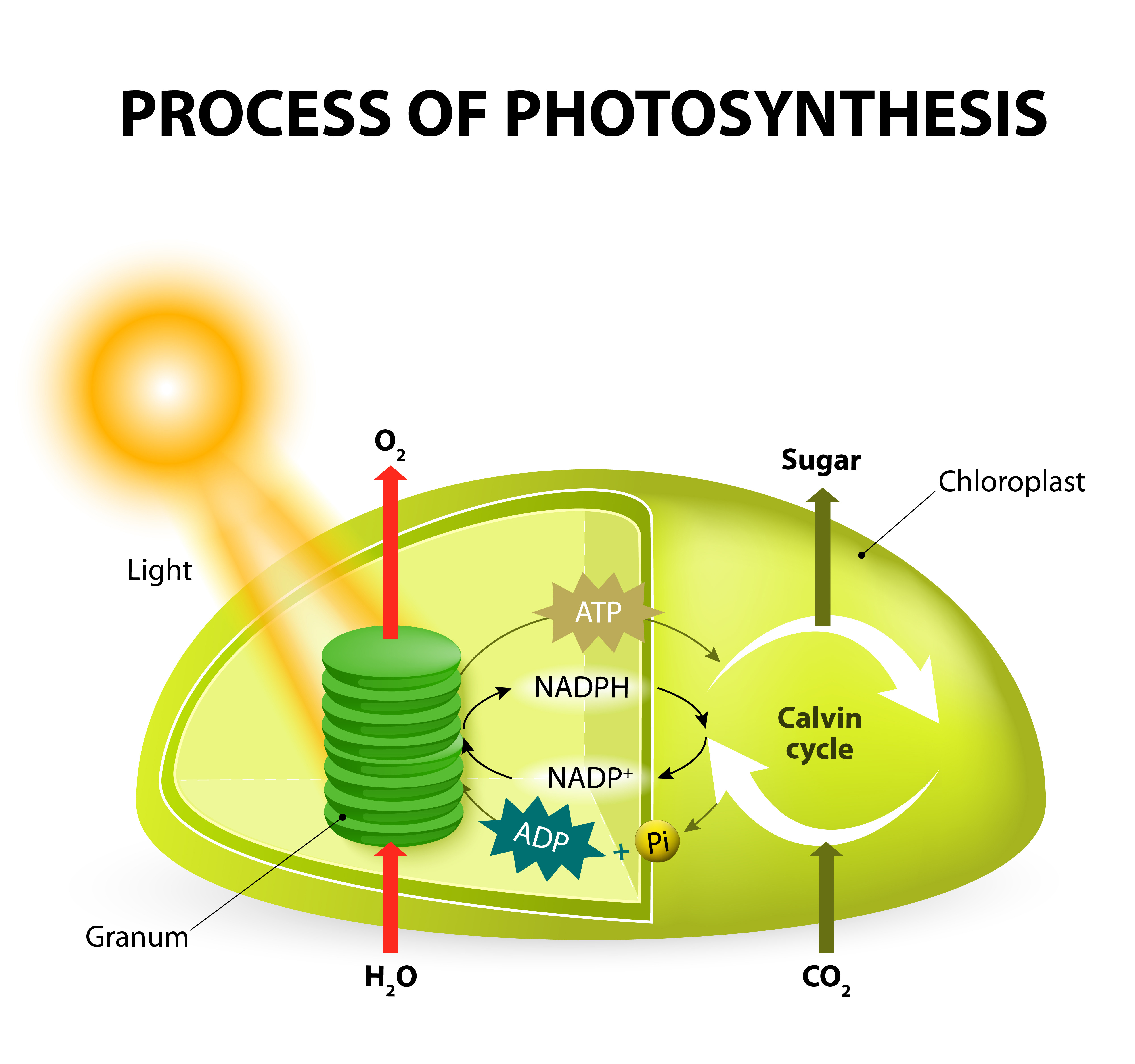 write 3 events of photosynthesis