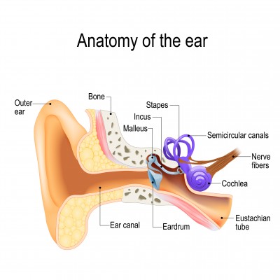 Biology: The Ear: Level 1 activity for kids | PrimaryLeap.co.uk