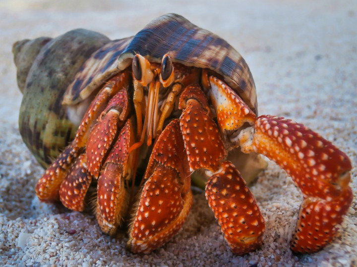 Biology: Hermit Crab: Level 2 activity for kids | PrimaryLeap.co.uk