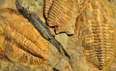 Chemistry: Fossils: Level 2 Activity For Kids | PrimaryLeap.co.uk