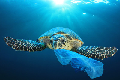 Geography: Plastic Pollution: Level 2 activity for kids | PrimaryLeap.co.uk