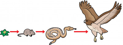 Biology: Food Chain: Level 1 activity for kids | PrimaryLeap.co.uk