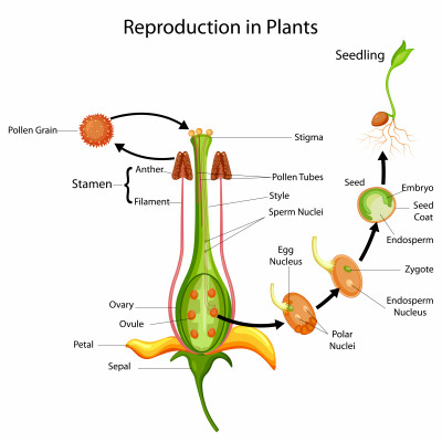 Biology: Pollination And Fertilisation: Level 1 activity for kids ...